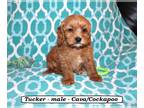 Cavapoo-Cockapoo Mix PUPPY FOR SALE ADN-761815 - Fluffy Cavacockapoo puppy