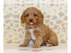 Cavapoo PUPPY FOR SALE ADN-761867 - Iris