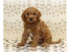 Cavapoo PUPPY FOR SALE ADN-761871 - Jacob