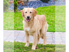 Golden Retriever PUPPY FOR SALE ADN-762006 - Golden Retriever Puppy