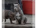 American Bully PUPPY FOR SALE ADN-762054 - Xl American Bully Puppies