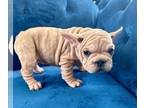 French Bulldog PUPPY FOR SALE ADN-762173 - FAWN MERLE VELVET BIG ROPE