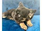 French Bulldog PUPPY FOR SALE ADN-762188 - BLACK COCO TAN FLUFFY