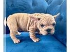 French Bulldog PUPPY FOR SALE ADN-762193 - FAWN MERLE VELVET BIG ROPE