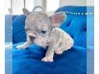 French Bulldog PUPPY FOR SALE ADN-762200 - PINK LILAC MERLE VELVET ROPE