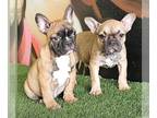 French Bulldog PUPPY FOR SALE ADN-762206 - PIEDS FAWNS FLUFFYS