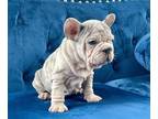 French Bulldog PUPPY FOR SALE ADN-762207 - LILAC MERLE PINK VELVET ROPE