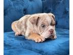 English Bulldog PUPPY FOR SALE ADN-762219 - ENGLISH FLUFFY CARRIER