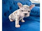 French Bulldog PUPPY FOR SALE ADN-762227 - LILAC MERLE PINK VELVET ROPE