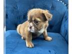 English Bulldog PUPPY FOR SALE ADN-762234 - RARE FLUFFY ENGLISH BULLDOGS