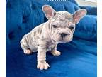 French Bulldog PUPPY FOR SALE ADN-762237 - LILAC MERLE PINK VELVET ROPE