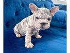 French Bulldog PUPPY FOR SALE ADN-762247 - LILAC MERLE PINK VELVET ROPE