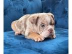 English Bulldog PUPPY FOR SALE ADN-762269 - ENGLISH FLUFFY CARRIER