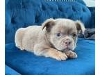 English Bulldog PUPPY FOR SALE ADN-762284 - RARE FLUFFY ENGLISH BULLDOGS