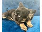 French Bulldog PUPPY FOR SALE ADN-762288 - BLACK COCO TAN FLUFFY