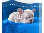 French Bulldog PUPPY FOR SALE ADN-762290 - PINK LILAC MERLE VELVET ROPE