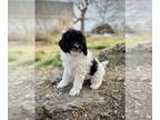 Aussiedoodle PUPPY FOR SALE ADN-761900 - Black and White Parti F1B Aussiedoodle