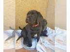Labrador Retriever PUPPY FOR SALE ADN-762158 - Labrador Retriever Puppy