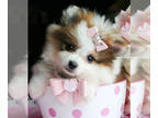 Pomeranian PUPPY FOR SALE ADN-761982 - Pomeranian Puppies Near Me