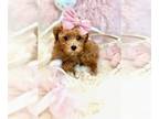 Poodle (Toy) PUPPY FOR SALE ADN-761984 - Poodles Teacups and Toy Puppies For
