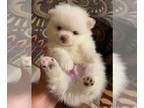 Pomeranian PUPPY FOR SALE ADN-761992 - Pomeranians
