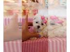 Maltese PUPPY FOR SALE ADN-761994 - Teacup Maltese puppies tiny ones