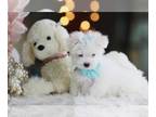 Maltese PUPPY FOR SALE ADN-761998 - Maltese Puppies In Miami