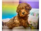 Goldendoodle PUPPY FOR SALE ADN-762021 - Goldendoodle Puppies Goldendoodles in