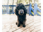 Poodle (Standard) PUPPY FOR SALE ADN-761855 - 3 year old poodle