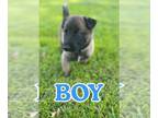 Belgian Malinois PUPPY FOR SALE ADN-761831 - Socialized Belgian Malinois Puppies