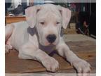 Dogo Argentino PUPPY FOR SALE ADN-761768 - Dogo Argentino Puppy for Sale