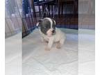 French Bulldog PUPPY FOR SALE ADN-761761 - Blue Eyed BluePied Frenchy Pup