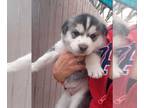 Siberian Husky PUPPY FOR SALE ADN-761653 - Siberian husky puppy