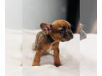 French Bulldog PUPPY FOR SALE ADN-761973 - AKC Fluffy Carrier Coco