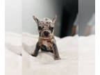 French Bulldog PUPPY FOR SALE ADN-761986 - ACK Blue Merle Cholate Carrier