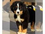 Bernese Mountain Dog PUPPY FOR SALE ADN-761853 - Rocker AKC Bernese Mountain Dog