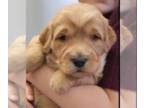 Goldendoodle (Miniature) PUPPY FOR SALE ADN-761918 - Mini Goldendoodle Mini