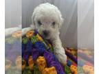 Bichon Frise PUPPY FOR SALE ADN-761970 - Bichon