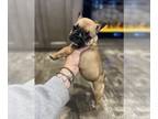 French Bulldog PUPPY FOR SALE ADN-762030 - Male french bulldog