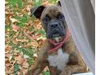 Boxer PUPPY FOR SALE ADN-761893 - Beautiful Boxer