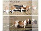 Basset Hound PUPPY FOR SALE ADN-761924 - 2 AKC Adult Bassets for Rehoming male