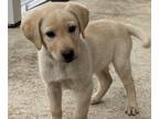 Labrador Retriever PUPPY FOR SALE ADN-762028 - Male Yellow Lab