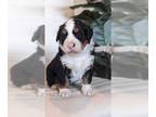 Bernese Mountain Dog PUPPY FOR SALE ADN-762059 - Bernese mountain dog