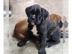 Boxer PUPPY FOR SALE ADN-761883 - German Boxer Puppies