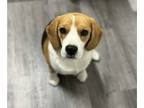 Beagle PUPPY FOR SALE ADN-762098 - Female Beagle