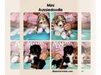 Aussiedoodle Miniature PUPPY FOR SALE ADN-762092 - Toy Mini Aussiedoodle