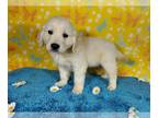 English Cream Golden Retriever PUPPY FOR SALE ADN-761778 - English Cream AKC