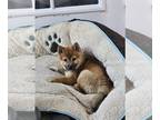 Shiba Inu PUPPY FOR SALE ADN-761856 - Beautiful Shiba Inu puppy purebred