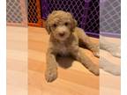 Goldendoodle PUPPY FOR SALE ADN-761919 - GoldenDoodle Puppies