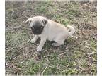 Pug PUPPY FOR SALE ADN-761913 - Playful Pug Female